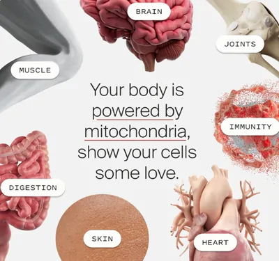 Mitopure Urolitin A, Envelhecimento Saudável e Renovação Celular, 60 Cápsulas, Time line