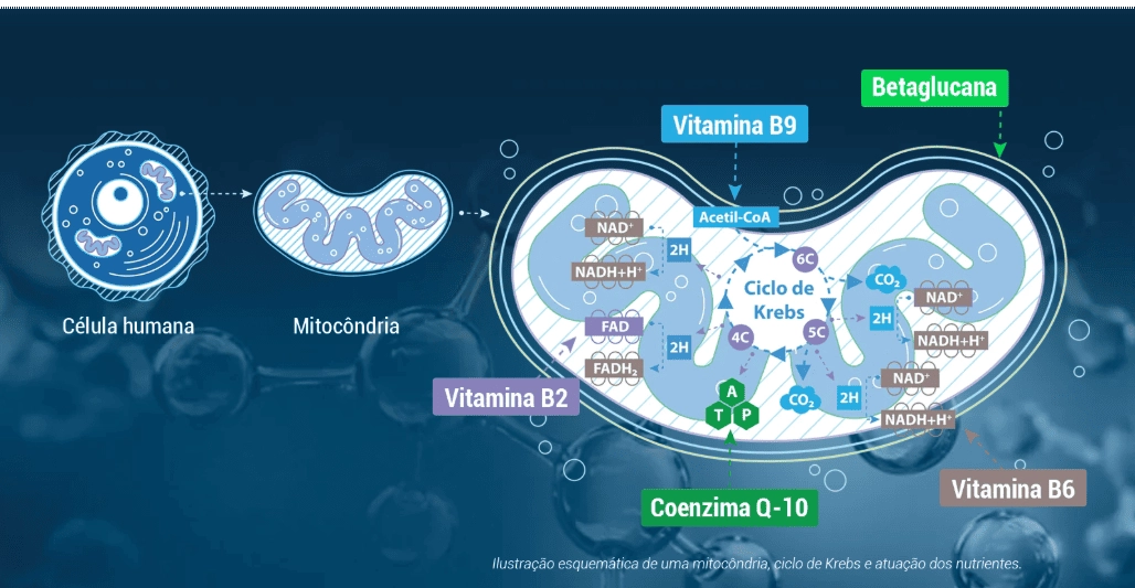 ImunoCondrial, Auxilia no metabolismo e Sistema imune, 30 Comprimidos, Biobalance