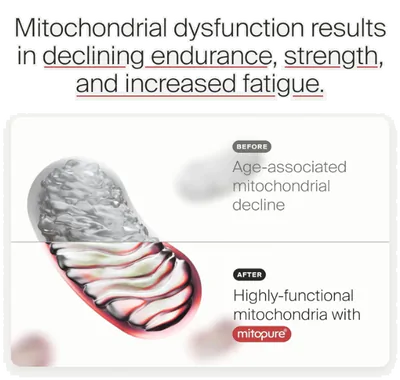 Mitopure Urolitina Envelhecimento Saudável e Renovação Celular, 60 Cápsulas, Time line