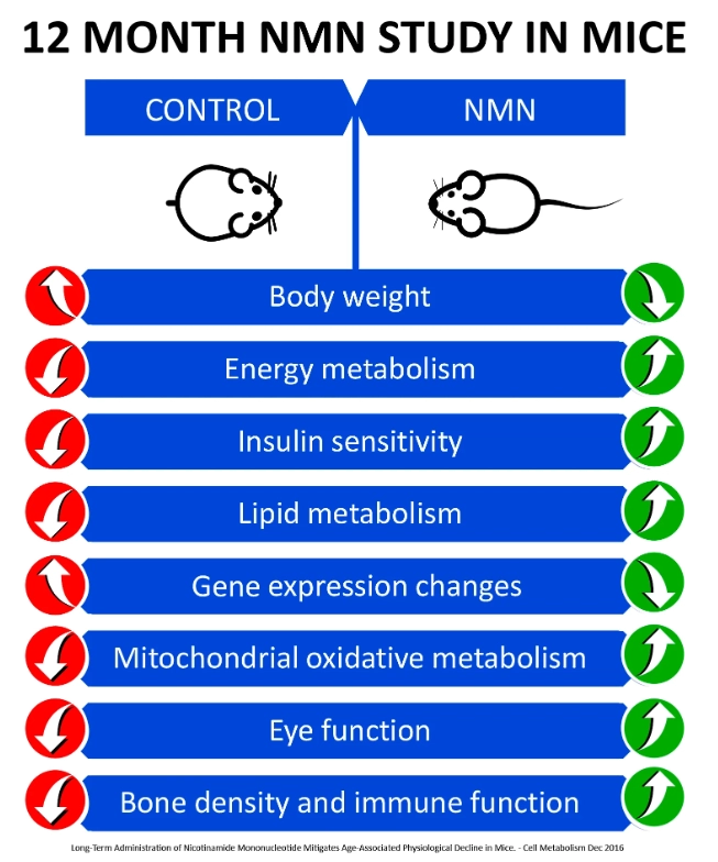 NMN 1000mg, Suporte Avançado para Níveis de NAD+, 120 Cápsulas, MAAC10