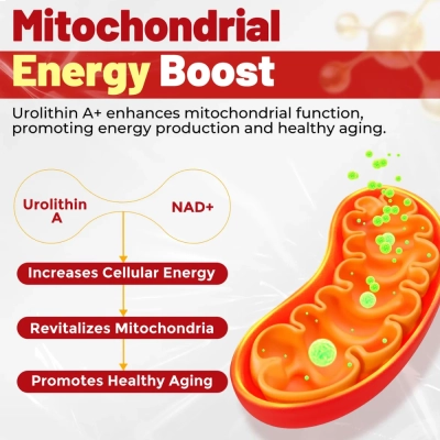 Liposomall Urolithin A, 1000Mg, 60 Gomas, Neviss 